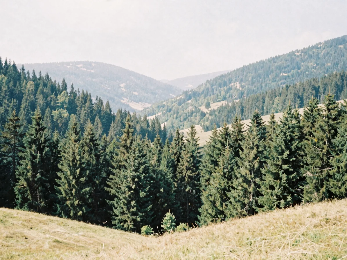 Wide panoramic Jura pine valley, misty evergreen forests under so